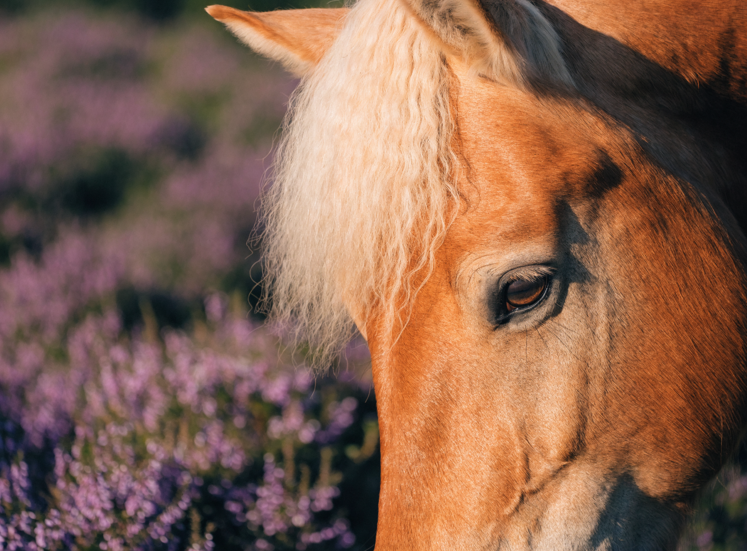 Nahaufnahme eines Haflingers mit blondem Schopf in der Lüneburger Heide