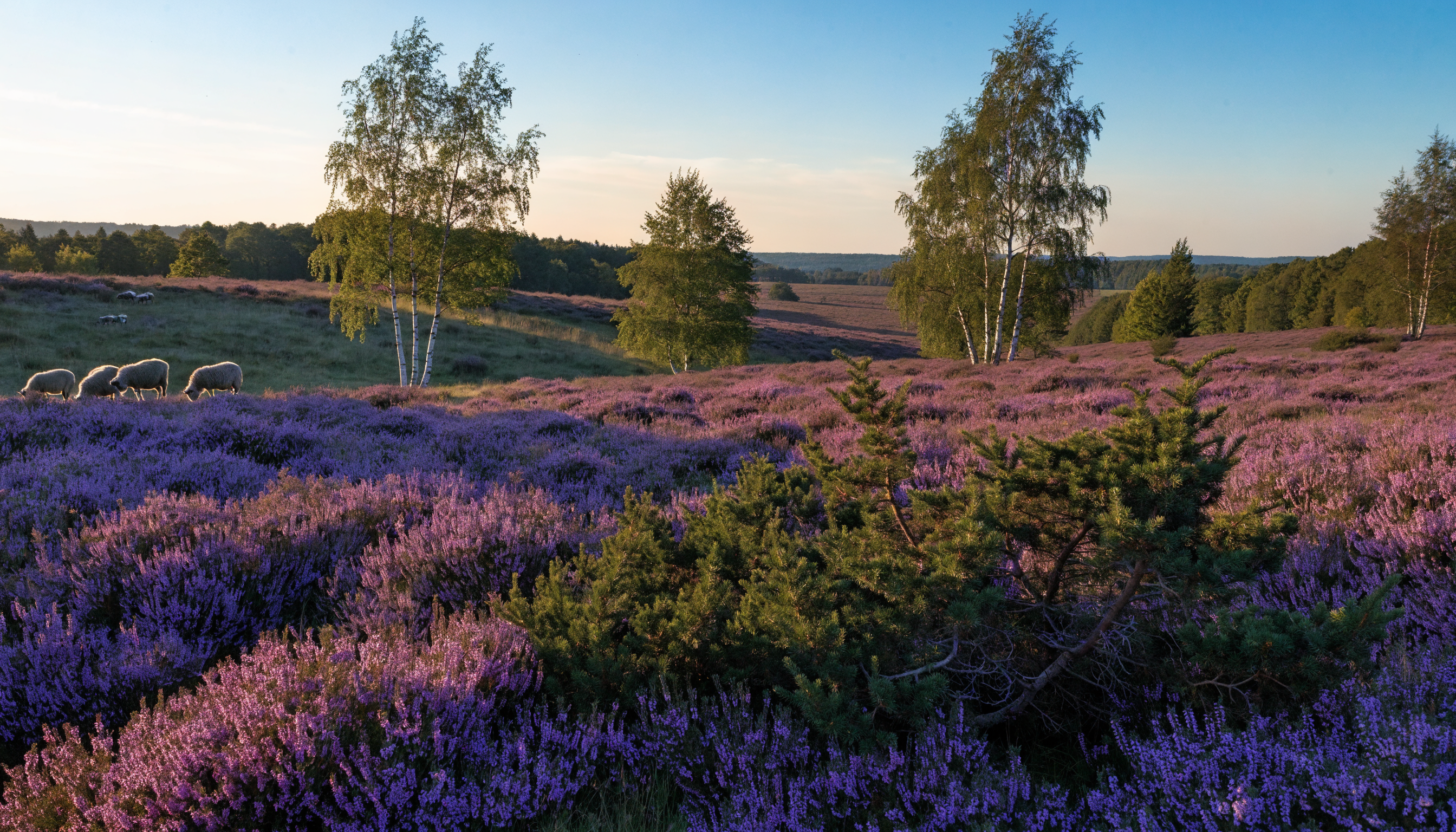 Blühende Lüneburger Heide mit Heidschnuckenherde im Abendlicht